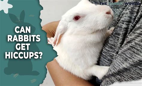 do bunnies get hiccups|can rabbits hiccup.